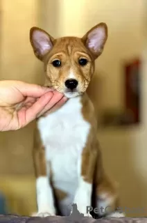 Photo №3. Basenji puppies. African non-barking dog.. Belarus