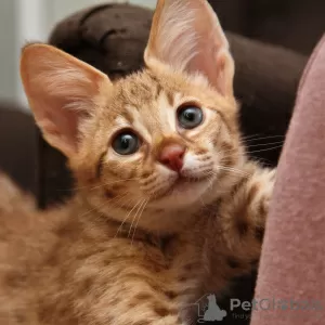 Photo №4. I will sell savannah cat in the city of Москва. from nursery - price - negotiated