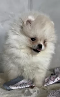 Additional photos: Pomeranian (BOO) male and female