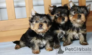 Photo №1. yorkshire terrier - for sale in the city of Dragsvik | Is free | Announcement № 119300