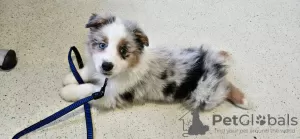 Photo №1. australian shepherd - for sale in the city of Акаа | 475$ | Announcement № 123773