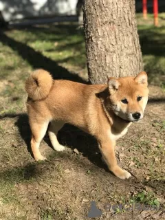 Additional photos: SHIBA INU PUPPIES RKF