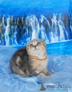 Photo №2 to announcement № 29242 for the sale of scottish fold - buy in Russian Federation breeder