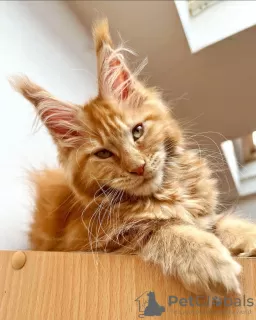 Photo №1. maine coon - for sale in the city of Berlin | 528$ | Announcement № 104569