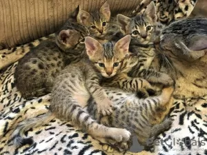 Photo №4. I will sell savannah cat in the city of Jim Thorpe. private announcement - price - 350$