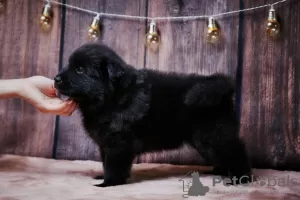 Photo №3. Eurasians (booking puppies). Russian Federation