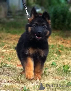 Additional photos: Beautiful dsh German Shepherd puppies.