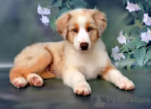 Photo №1. australian shepherd - for sale in the city of Руза | 1302$ | Announcement № 54519