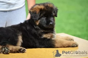 Additional photos: German shepherd dog