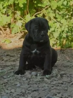 Additional photos: cane corso puppies