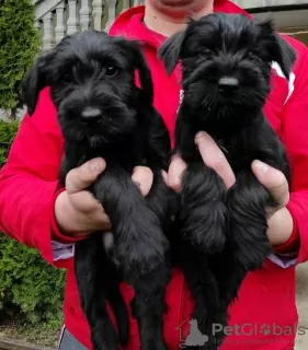 Additional photos: Medium sized Schnauzer puppies