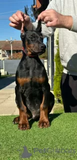 Photo №3. Doberman puppies for sale. Serbia