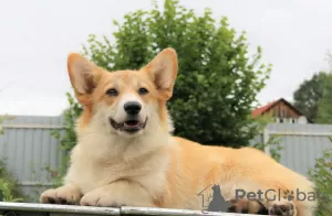 Additional photos: welsh corgi pembroke puppies girls from Interchampion