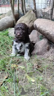 Photo №2 to announcement № 71193 for the sale of lagotto romagnolo - buy in Poland breeder