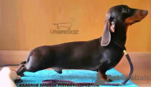 Photo №1. dachshund - for sale in the city of Москва | 651$ | Announcement № 106410