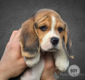 Additional photos: Beagle puppies from the kennel, actual litter