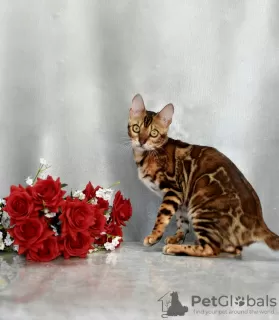 Additional photos: Gorgeous Bengal cat