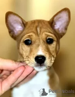 Additional photos: Basenji puppies. African non-barking dog.