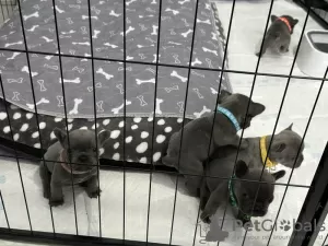 Additional photos: Stunning French Bulldog pups