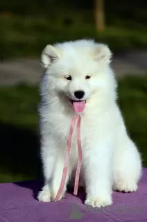 Additional photos: Samoyed puppies for sale