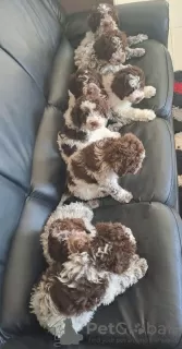 Additional photos: Lagotto Romagnolo puppies