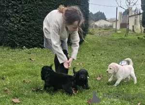 Photo №3. Labradoodles. France