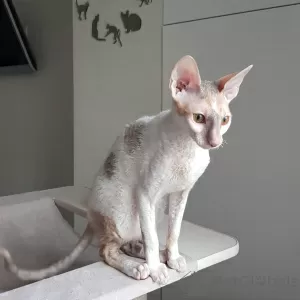 Additional photos: Cornish Rex girl, 5.5 months