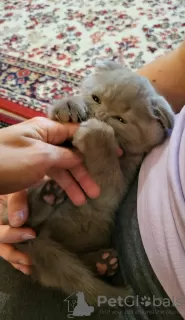 Additional photos: Scottish fold kitten