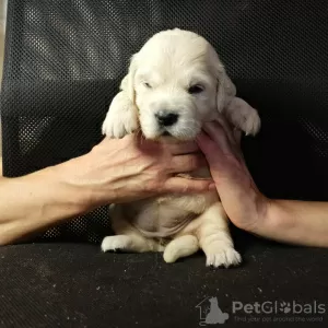 Additional photos: Golden retriever puppies