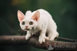 Photo №1. devon rex - for sale in the city of Москва | 1000$ | Announcement № 20685