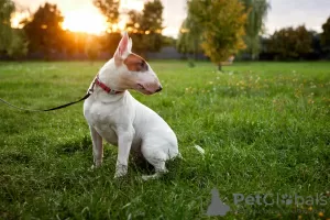 Additional photos: Sale of standard bull terrier puppies