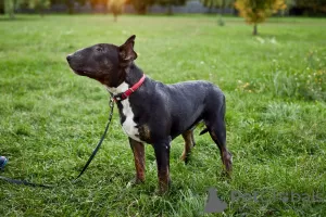 Additional photos: Sale of standard bull terrier puppies