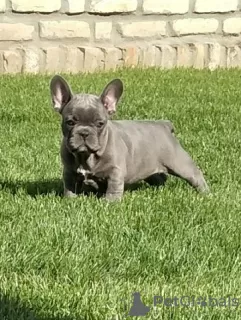 Photo №1. french bulldog - for sale in the city of Senta | negotiated | Announcement № 122159