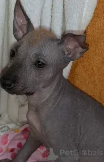 Additional photos: Xoloitzcuintle Puppy