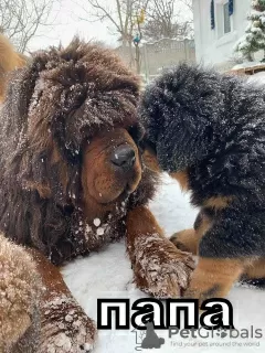 Photo №3. Tibetan Mastiff puppies. Ukraine