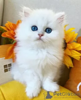 Photo №1. persian cat - for sale in the city of London | 211$ | Announcement № 123514