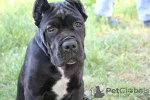 Photo №4. I will sell cane corso in the city of Brest. private announcement - price - 240$