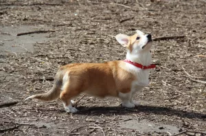 Additional photos: Girl Welsh Corgi Pembroke