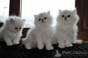 Photo №1. persian cat - for sale in the city of Cologne | 338$ | Announcement № 126360