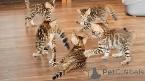 Photo №1. bengal cat - for sale in the city of Tampere | Is free | Announcement № 119573