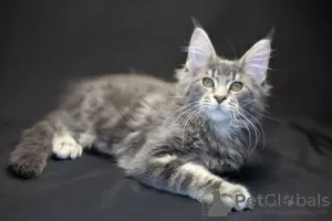 Photo №1. maine coon - for sale in the city of Васильков | 800$ | Announcement № 14273