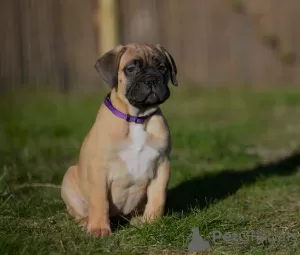 Photo №3. bullmastiff female Daila available. Netherlands