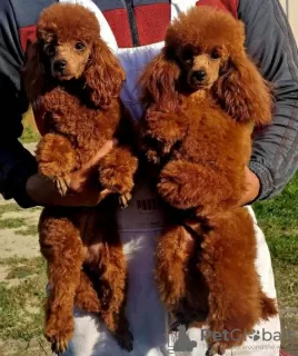 Additional photos: Toy Poodle and Miniature Poodle, puppies available