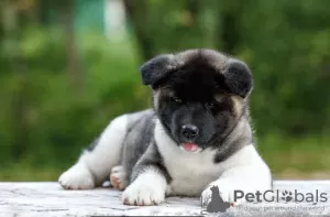 Photo №3. American Akita puppies. Russian Federation