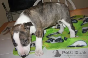 Photo №1. bull terrier - for sale in the city of Берлинген | Is free | Announcement № 103494