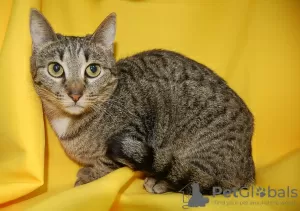 Additional photos: Vesta cat is looking for a home