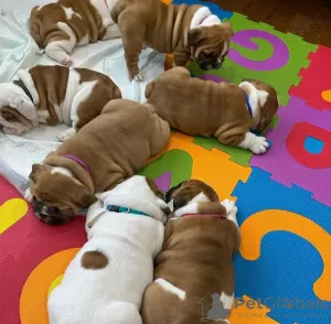 Photo №2 to announcement № 129537 for the sale of english bulldog - buy in United States 