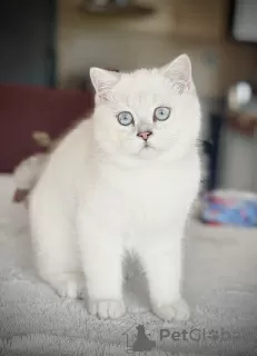 Photo №2 to announcement № 43786 about purchase of british shorthair - buy in Bulgaria private announcement