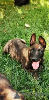 Additional photos: Dutch Shepherd puppies