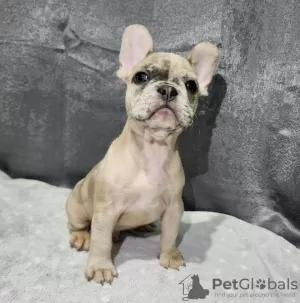 Additional photos: French Bulldog Puppies